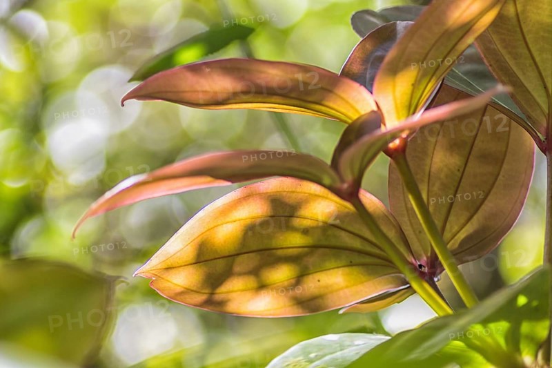 Pink and orange leaves in the sunlight in the jungle