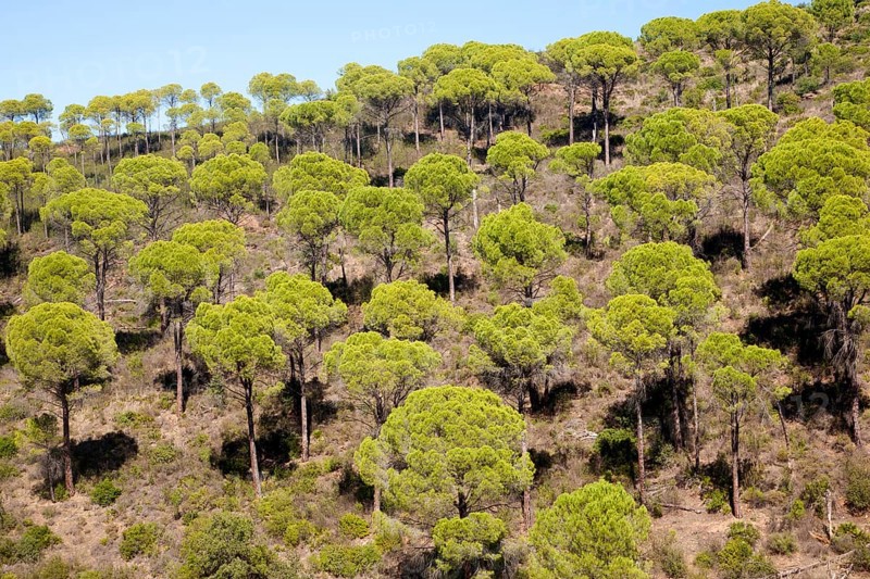 Forest of stone or umbrella pines, Pinus pinea, Rio Tinto river valley, Minas de Riotinto, Huelva, Spain, Europe