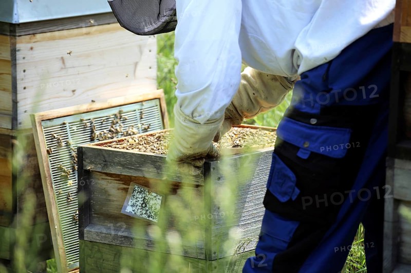 Beekeeper works on his hive