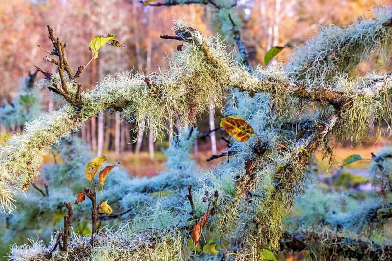 Usnea a green fruticose lichens growing on tree branches at autumn