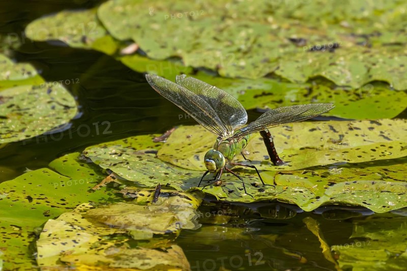 Emperor dragonfly (Anax imperator) adult female insect on a lily pad leaf laying its eggs in the water of a pond, Suffolk, England, United Kingdom, Europe