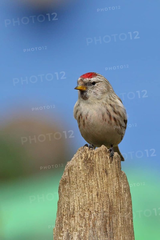 Common redpoll (Acanthis flammea) female, on a tree stump against a blue sky, North Rhine-Westphalia, Germany, Europe