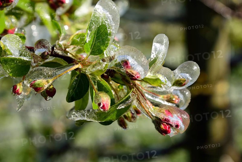 Europe, Germany, Hamburg metropolitan region, Altes Land near Hamburg, fruit growing, irrigation during frost, blossom protection, apple tree, Hamburg, Hamburg, Federal Republic of Germany, Europe
