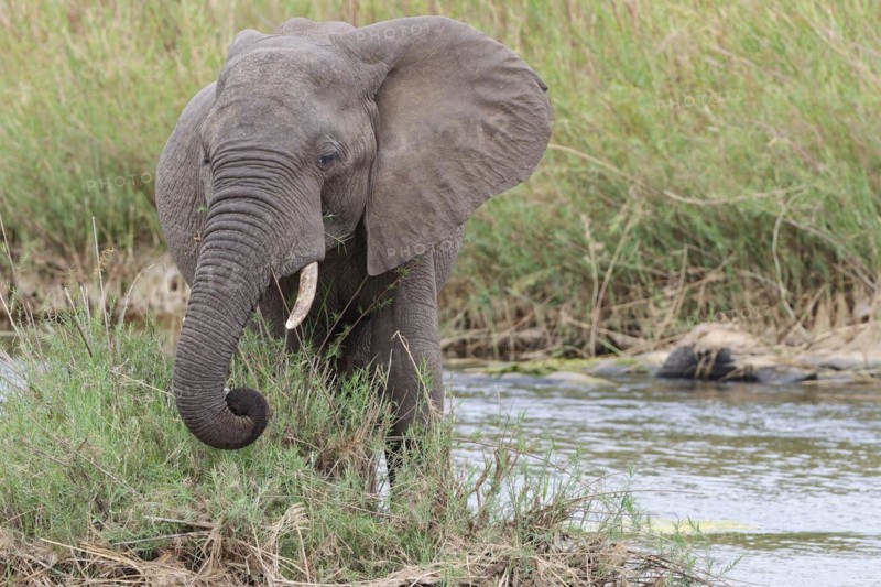 African bush elephant (Loxodonta africana), young adult male feeding on reeds in the bed of the Olifants River, Kruger National Park, South Africa, Africa