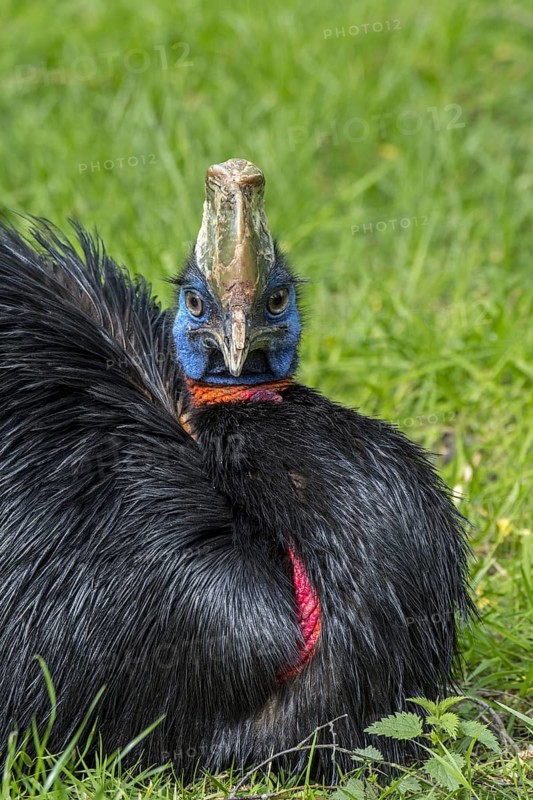 Northern cassowary (Casuarius unappendiculatus), one-wattled cassowary, single-wattled cassowary flightless bird native to northern New Guinea