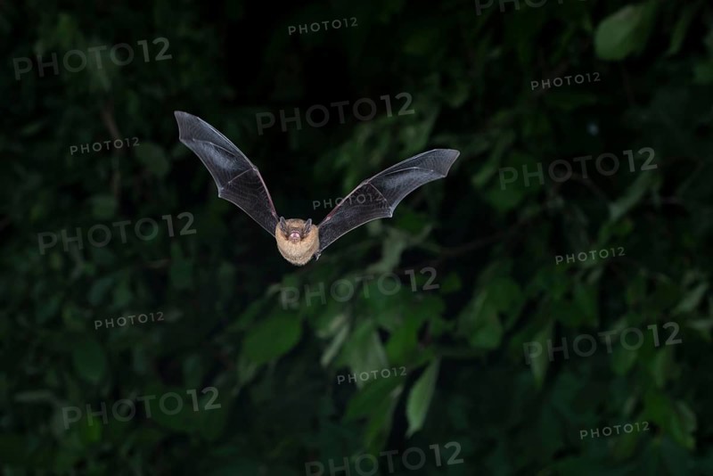 Common pipistrelle (Pipistrellus pipistrellus) hunting insects in front of deciduous forest, Brandenburg, Germany, Europe