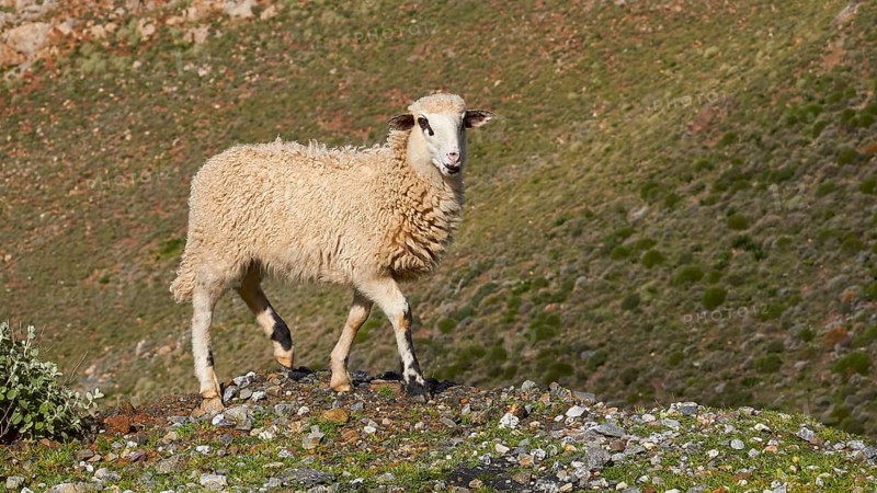 A young sheep standing on a hill in a natural environment with clear sky, sheep (e) or goat (n), ovis, caprae, Crete, Greek Islands, Greece, Europe