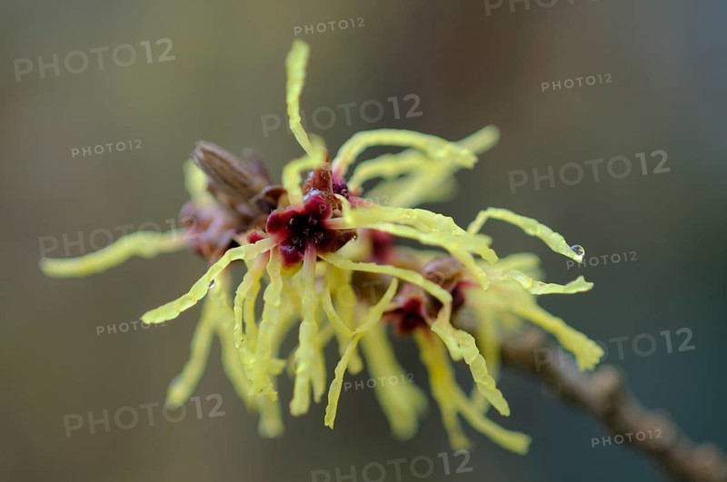 Witch hazel (Hamamelis mollis Pallida), Emsland, Lower Saxony, Germany, Europe