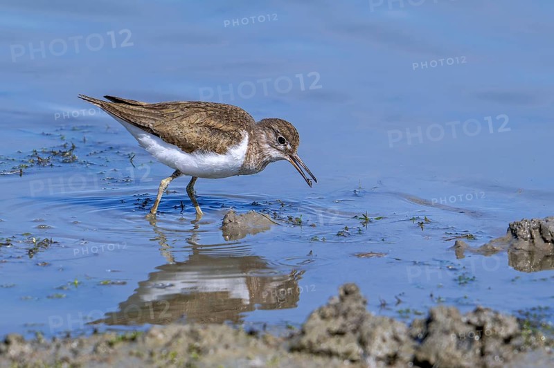 Common sandpiper (Actitis hypoleucos, Tringa hypoleucos) foraging for invertebrates in shallow water along muddy pond shore in wetland in summer