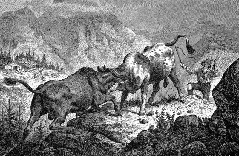 Bullfight in the Alps, Historical, digitally restored reproduction from a 19th century original, Record date not stated