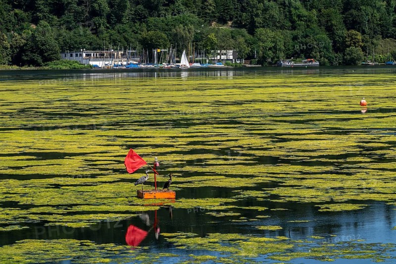 Buoy on the regatta course on Lake Baldeney, cormorant and heron hang out, the area is colonised by a carpet of plants and cannot be used, proliferating aquatic plant Elodea, waterweed, an invasive species, the fast-growing aquatic plant proliferates on large parts of the Ruhr reservoir, increased water temperatures accelerate growth, leisure boat traffic is severely impaired, Essen, North Rhine-Westphalia, Germany, Europe