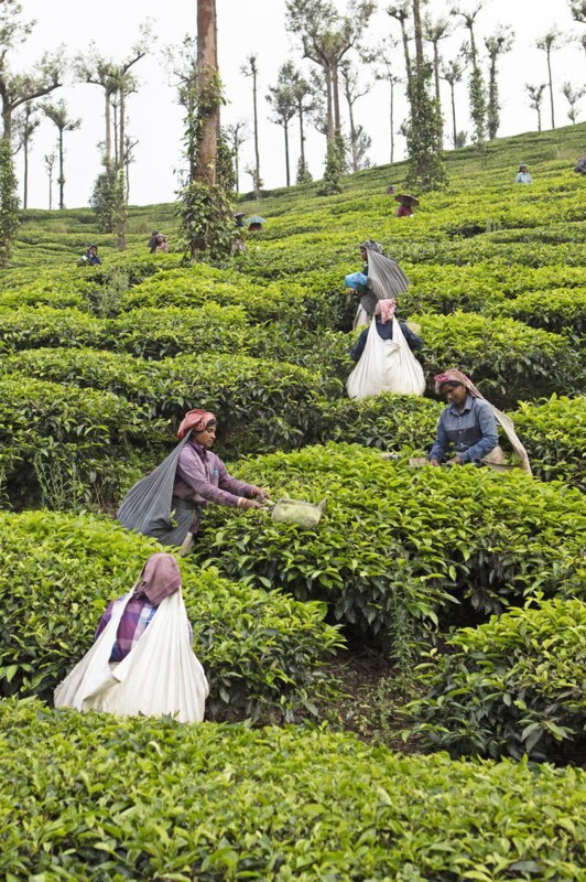 Indian tea pickers on a tea plantation, Thekkady, Kerala, India, Asia