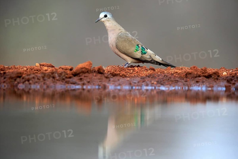 Emerald-spotted wood dove (Turtur chalcospilos), adult, at the water, Kruger National Park, Kruger National Park, Krugerpark, South Africa, Africa