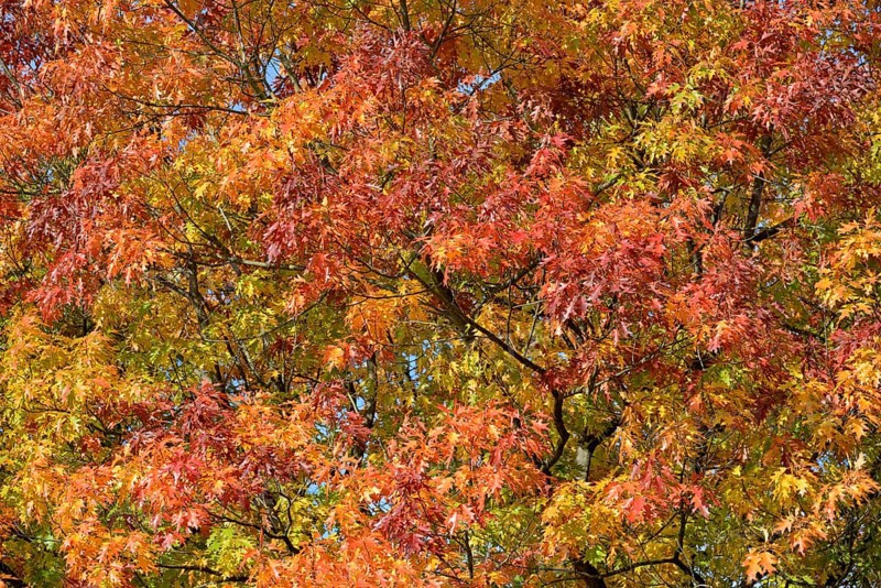 Deciduous tree, northern red oak (Quercus rubra), tree crown with autumn leaves, North Rhine-Westphalia, Germany, Europe