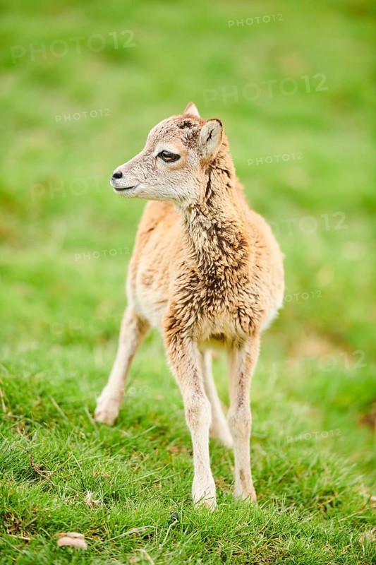 European mouflon (Ovis aries musimon) youngster standing on a meadow, tirol, Kitzbühel, Wildpark Aurach, Austria, Europe