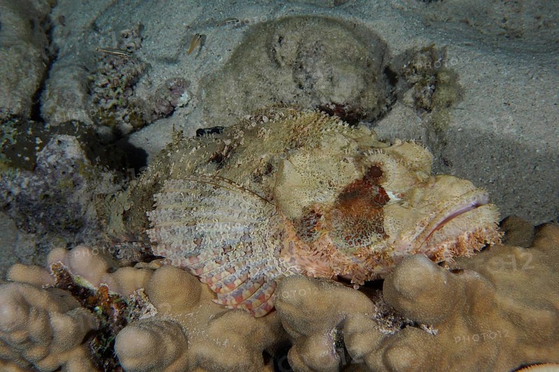 Tassled scorpionfish (Scorpaenopsis oxycephala), House Reef dive site, Mangrove Bay, El Quesir, Red Sea, Egypt, Africa