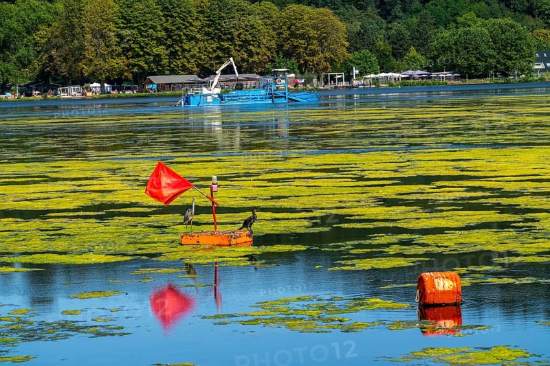 Mowing boat Nimmersatt, of the Ruhrverband, tries to keep the green plant carpet on the Lake Baldeney in Essen, in check, proliferating water plant Elodea, waterweed, an invasive species, the fast-growing water plant proliferates on large parts of the Ruhr reservoir, increased water temperatures accelerate the growth, the leisure boat traffic is severely impaired, Essen, North Rhine-Westphalia, Germany, Europe
