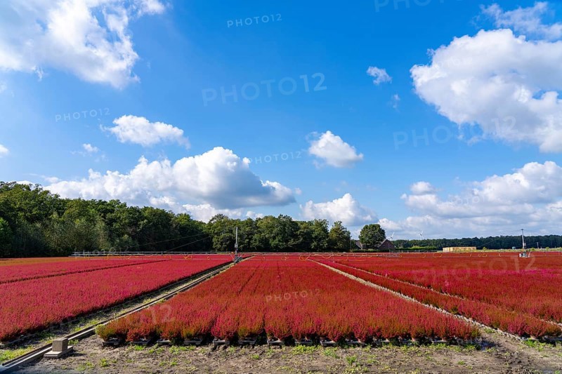 Outdoor area of a horticultural business, autumn plants, heather plants, bell heather, near Kevelaer, North Rhine-Westphalia, Germany, Europe