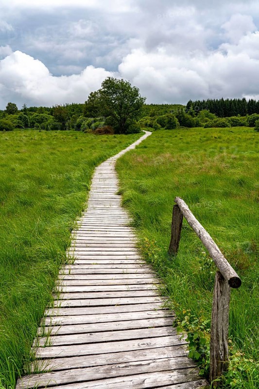 The High Fens, Brackvenn, raised bog, wooden plank hiking trail, in Wallonia, Belgium, on the border with Germany, Europe