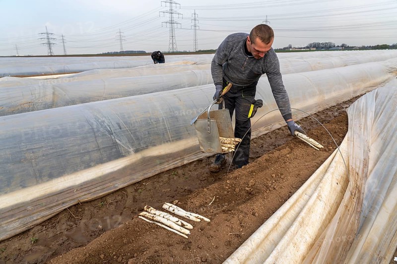 Asparagus harvest in the Rhineland, asparagus pickers at work in an asparagus field covered with plastic sheeting to allow the asparagus to grow better in the cold spring, Dormagen-Broich, North Rhine-Westphalia, Germany, Europe