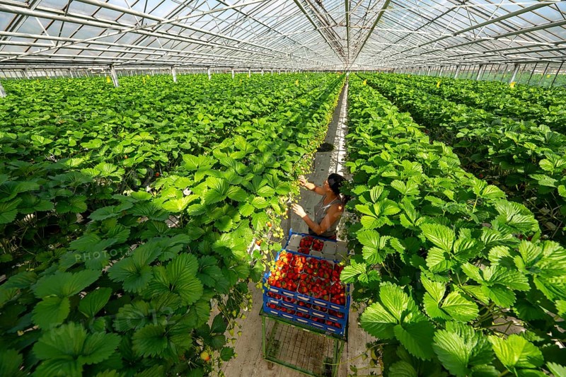 Harvesting strawberries, harvest helper, strawberry cultivation in the greenhouse, young strawberry plants grow up, in different stages of ripeness are watered individually by drip irrigation and supplied with nutrients, they grow in a substrate culture in raised beds, near Dormagen, Rhineland, North Rhine-Westphalia, Germany, Europe