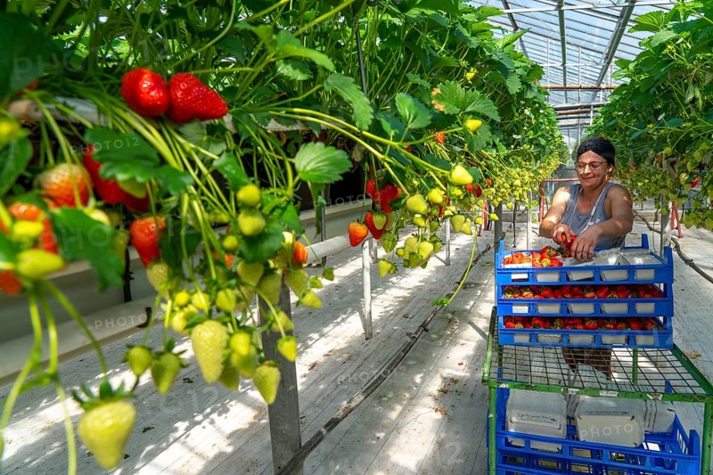 Harvesting strawberries, harvest helper, strawberry cultivation in the greenhouse, young strawberry plants grow up, in different stages of ripeness are watered individually by drip irrigation and supplied with nutrients, they grow in a substrate culture in raised beds, near Dormagen, Rhineland, North Rhine-Westphalia, Germany, Europe
