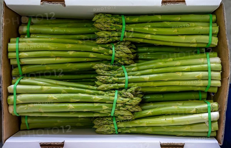 Asparagus farm, green asparagus is washed, cut and sorted by quality after harvesting, near Dormagen, Rhineland, North Rhine-Westphalia, Germany, Europe