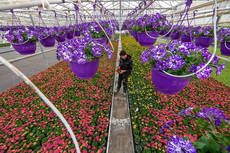Horticulture company, flower pots, so-called petunia ampel, grow in a greenhouse, under the glass roof, until they have the right growth stage for retail, each pot is watered individually, by drip irrigation, in the bed on the ground grow Kapmargeriten, Osteospermum, Straelen, North Rhine-Westphalia, Germany, Europe