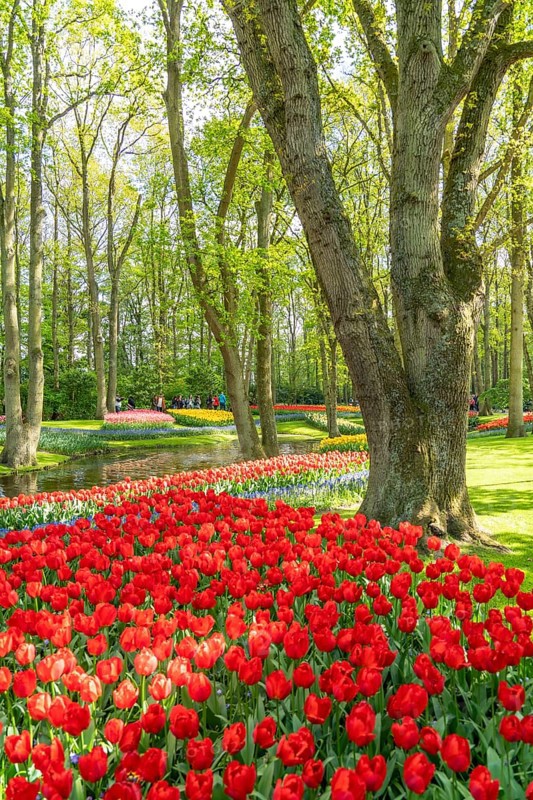 The Keukenhof, gardens, amusement park, spring park, spring flower show, near Lisse, South Holland, Netherlands, tulip, daffodil and hyacinth show with over 7 million flowers, one of the biggest tourist attractions in Holland