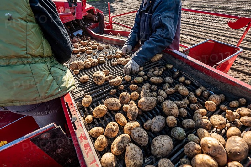 Potato harvesting, so-called split harvesting method, first the tubers are taken out of the ground with a row planter, then, after a short drying phase, collected with a bunker harvester and loaded, North Rhine-Westphalia, Germany, Europe