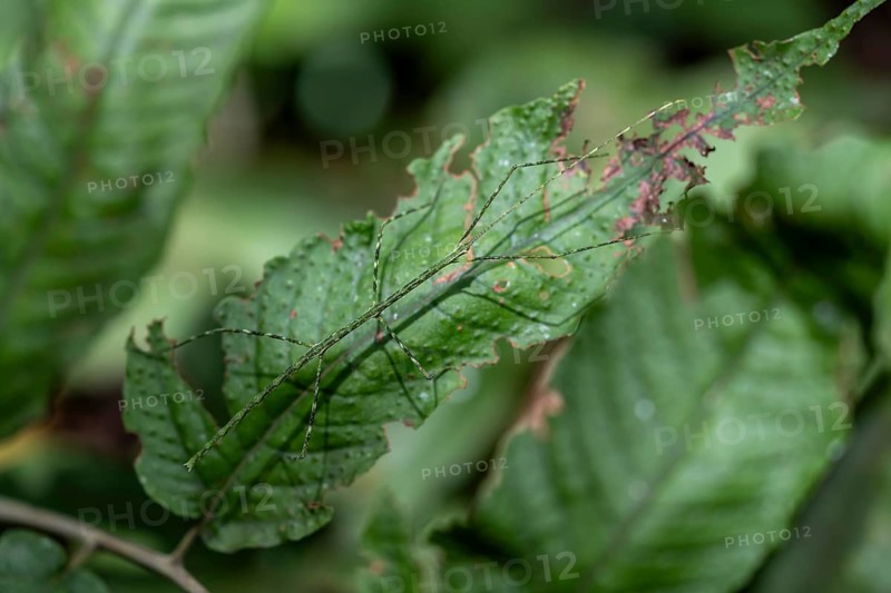 Green patterned stick insect (Phasmatodea) camouflaging itself on a leaf, Corcovado National Park, Osa Peninsula, Puntarena Province, Costa Rica, Central America