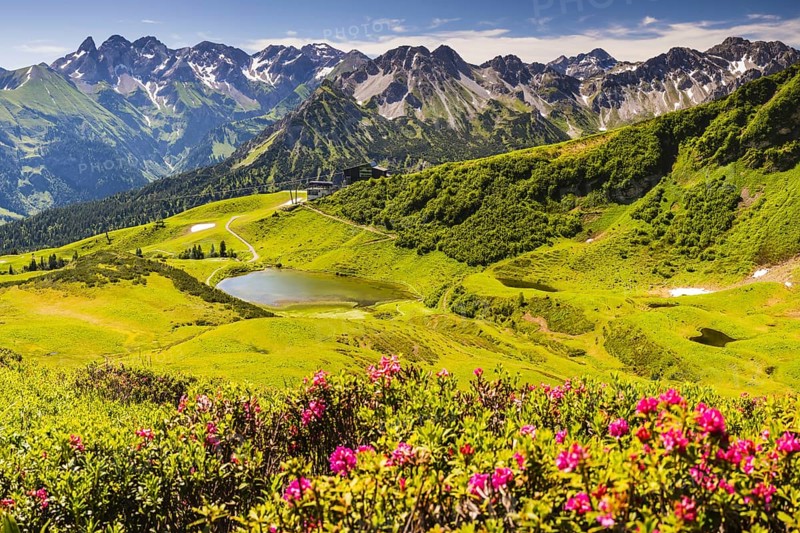 Alpine rose blossom, panorama from the Fellhorn over the Schlappoldsee and mountain station of the Fellhornbahn to the central main ridge of the Allgäu Alps, Allgäu, Bavaria, Germany, Europe