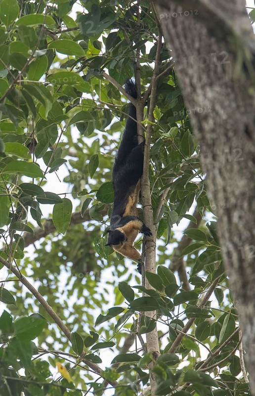 Black giant squirrel (Ratufa bicolor), Kaeng Krachan National Park, Phetchaburi Province, Thailand, Asia