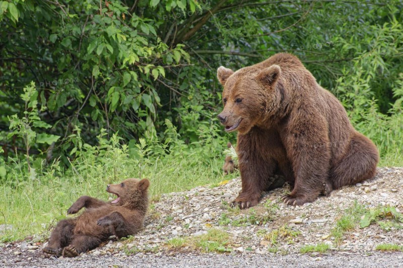 Bear family on the edge of the Transfagara, the Transfogaras High Road, in the Vidraru region in the Fagaras Mountains. Transylvanian Alps, mountain range of the Southern Carpathians. Arefu, Transylvania, Romania, Southeast Europe, Europe