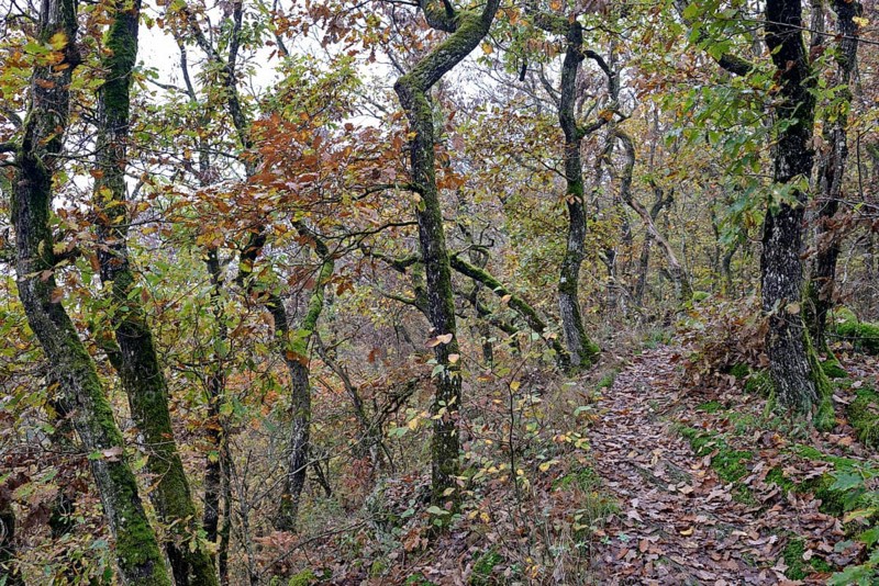Narrow hiking trail leads over a mountain ridge, gnarled deciduous trees with autumn leaves, Moselle, Rhineland-Palatinate, Germany, Europe