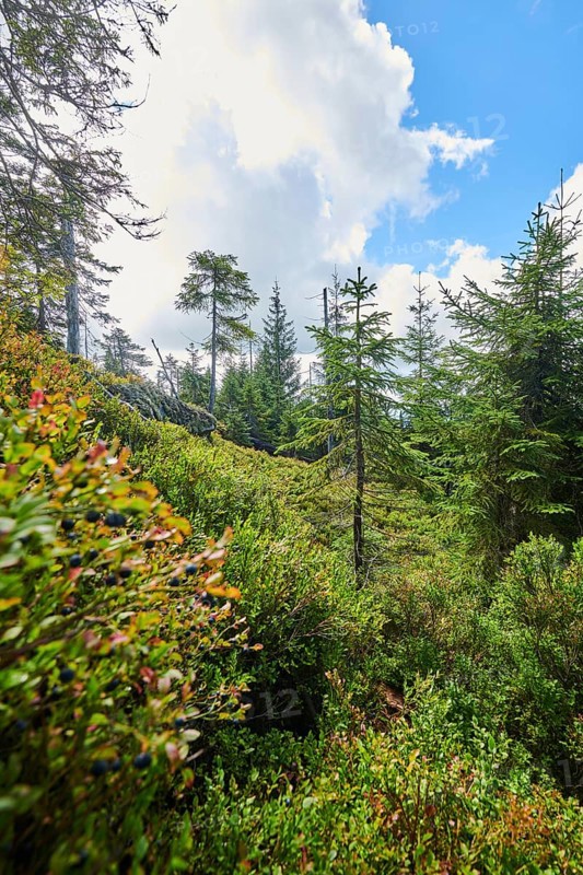 Vegetation with Norway spruce (Picea abies) and colored European blueberry (Vaccinium myrtillus) on Mount Lusen in late summer, Bavarian Forest, Bavaria, Germany, Europe