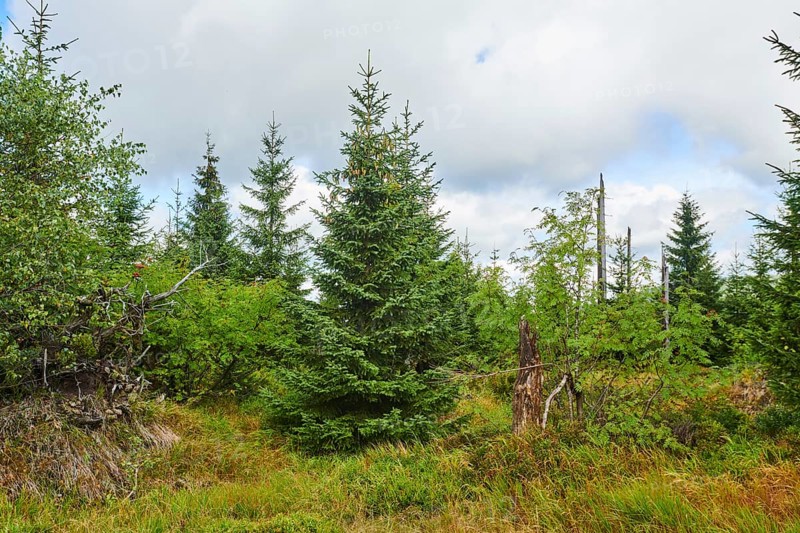 Vegetation with Norway spruce (Picea abies) and colored European blueberry (Vaccinium myrtillus) on Mount Lusen in late summer, Bavarian Forest, Bavaria, Germany, Europe