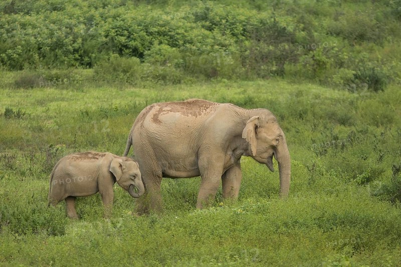 Indian elephants (Elephas maximus indicus), Khiri Khan, Hua Hin, Kui Buri National Park, Thailand, Asia