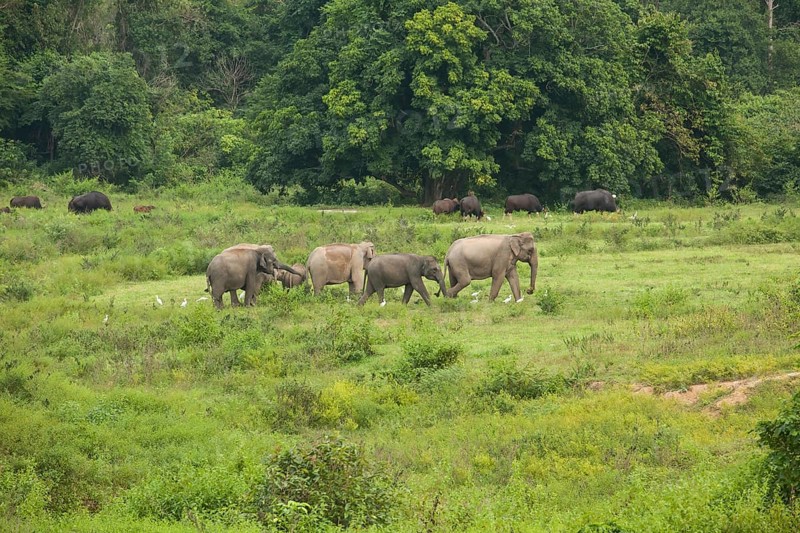 Indian elephants (Elephas maximus indicus) and gaur (Bos gaurus), Khiri Khan, Hua Hin, Kui Buri National Park, Thailand, Asia