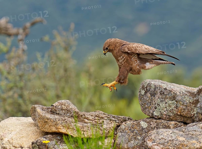 Common buzzard (Buteo buteo), approaching prey, Castilla-La Mancha, Spain, Europe