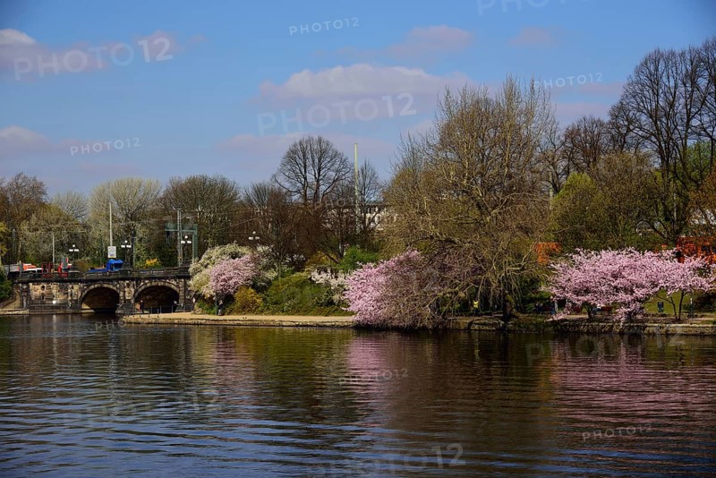 Europe, Germany, Hamburg, City, Inner Alster Lake, Tree blossom, View to Lombardsbrücke, Japanese cherry (Prunus Serrulata), Europe