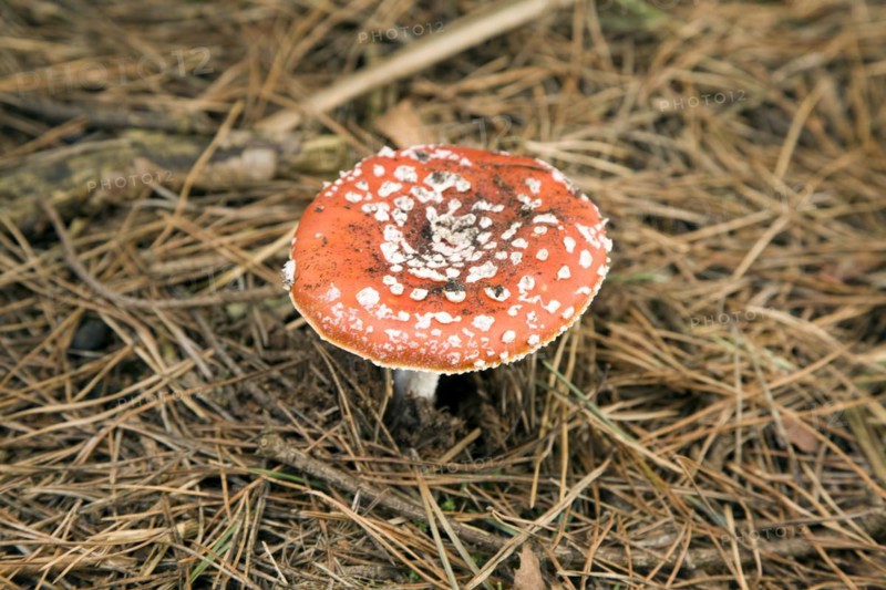 Fly agaric mushroom Amanita muscaria. Suffolk, England, UK