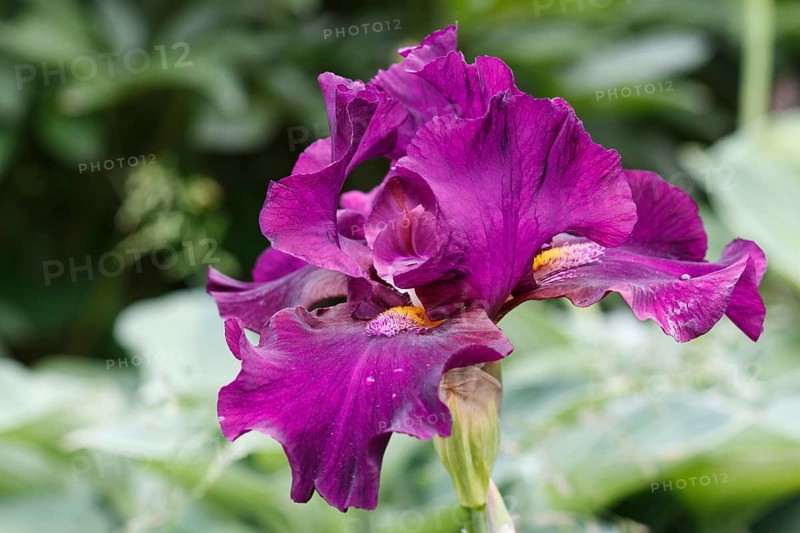Beautiful iris flower with drops of water bloom in the garden. Close up, fragility and summer concept