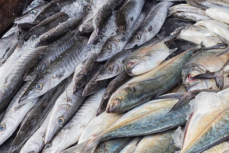 Fresh barracuda fish on ice in the market