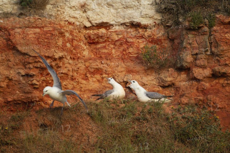 Northern fulmar (Fulmarus glacialis) three adult birds on a cliff, England, United Kingdom, Europe