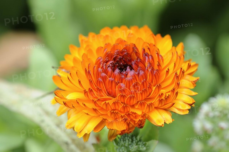 Marigold or garden marigold (Calendula officinalis), flower, North Rhine-Westphalia, Germany, Europe