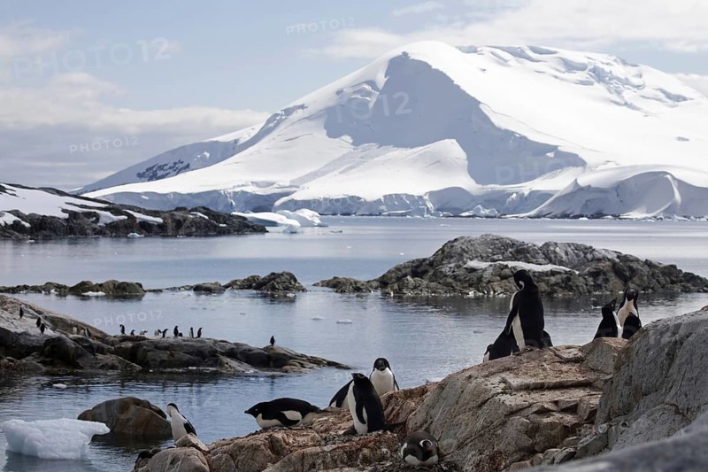 Adélie Penguin (Pygoscelis adeliae) colony on Petermann Island, Antarctica