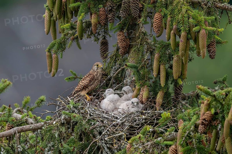 Common kestrel (Falco tinnunculus), female adult bird, bringing a mouse to the nest of young birds not yet ready to fly, Rhineland-Palatinate, Germany, Europe