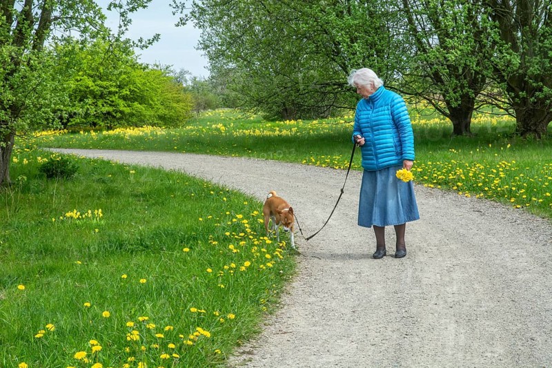 Elderly woman with dog on a curvy gravel road in springtime in Ystad, Skåne County, Sweden, Scandinavia, Europe