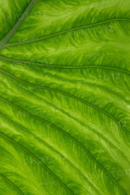 Giant elephant ear (Alocasia), underside of leaf, North Rhine-Westphalia, Germany, Europe